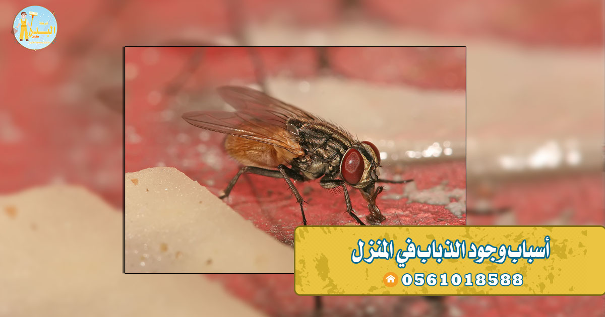 اسباب وجود الذباب في المنزل