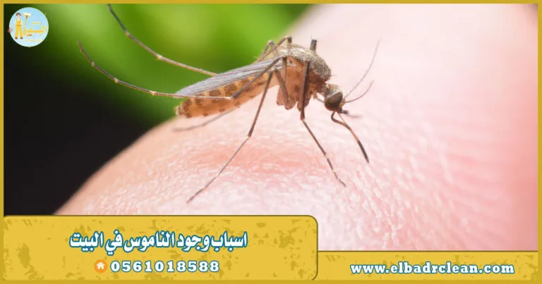 اسباب وجود الناموس في البيت