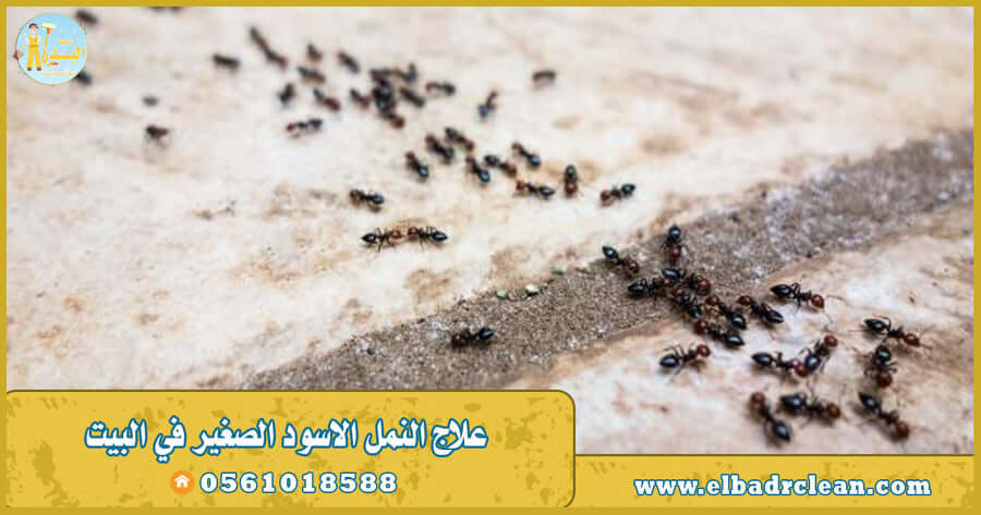 علاج النمل الاسود الصغير في البيت