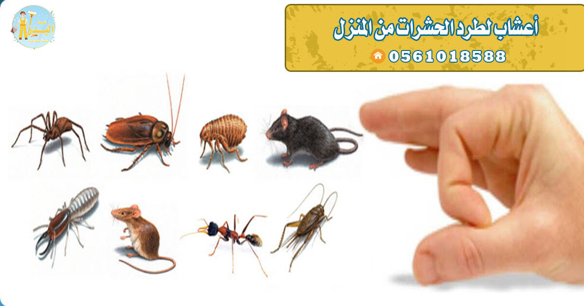 اعشاب لطرد الحشرات من المنزل