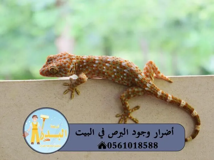 أضرار وجود البرص في البيت