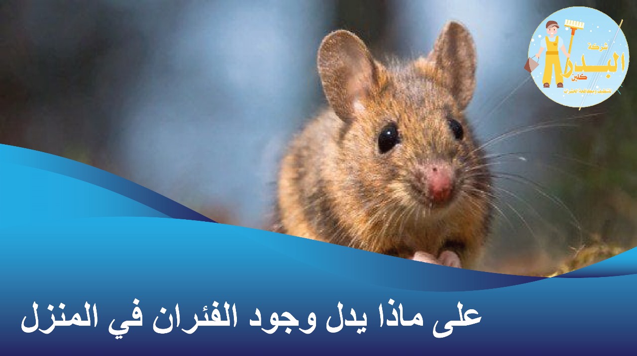 على ماذا يدل وجود الفئران في المنزل