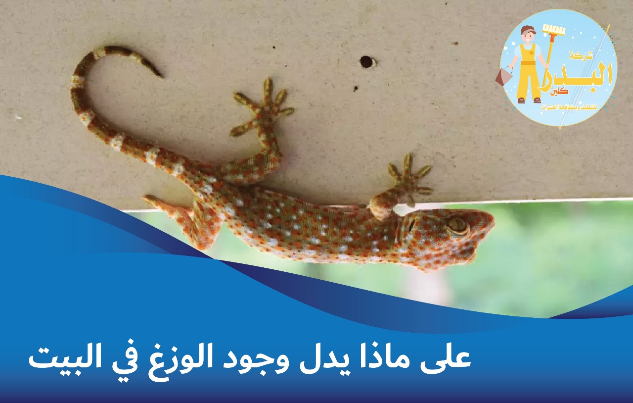 على ماذا يدل وجود الوزغ في البيت