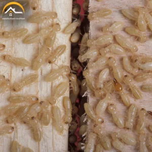 شركة مكافحة النمل الابيض بحفر الباطن – 0534391859 – مكافحة حشرات بحفر الباطن