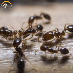 شركة مكافحة النمل بحفر الباطن – 0534391859 – مكافحة حشرات بحفر الباطن