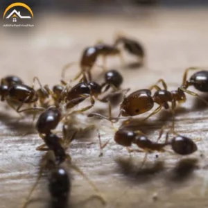 شركة مكافحة النمل بحفر الباطن – 0534391859 – مكافحة حشرات بحفر الباطن